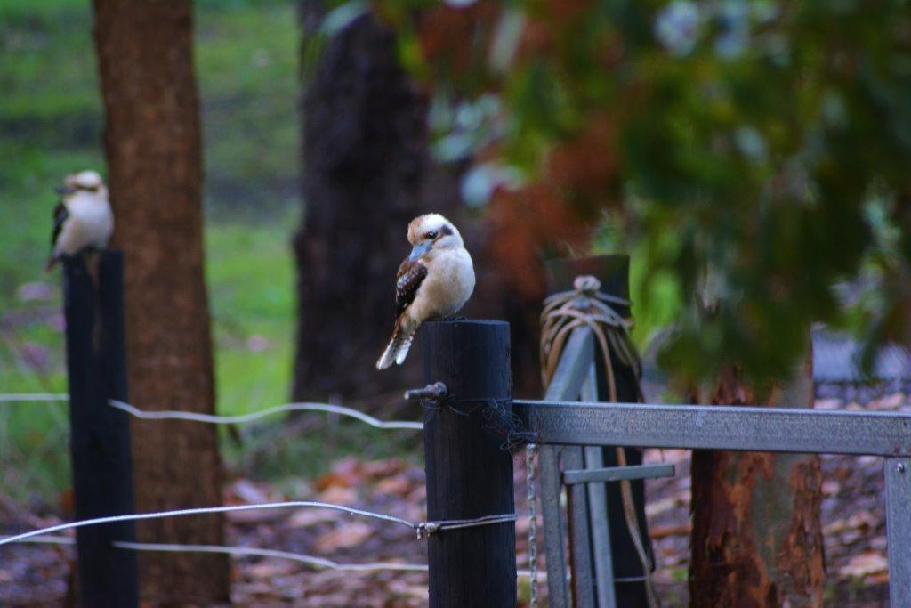 Black Cockatoo Lodge ナナップ エクステリア 写真